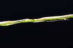 Annual wildrice <BR>Nakedstem dewflower <BR>Nakedstem dewflower <BR>Nakedstem dewflower <BR>Nakedstem dewflower